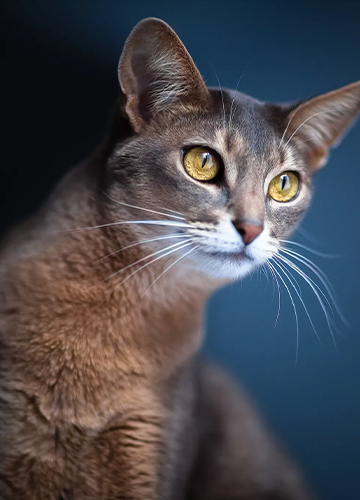a cat picture means cat litter production