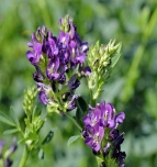 Alfalfa 
