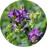 Purple alfalfa In the sunlight
