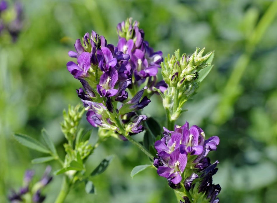 A purple alfalfa plant in the sunlight