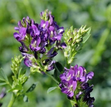 Alfalfa plant