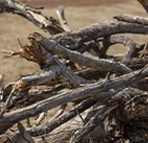 Branches picture display