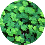 Green clover in the sunlight