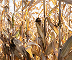 Corn stalks picture display
