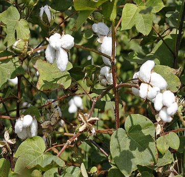 Cotton seed hulls