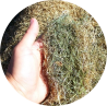 Dried grass clippings material