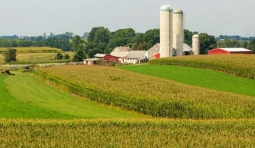 A green big farm with many rice and wheat.
