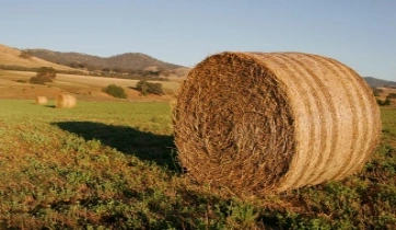 hay baled in the field