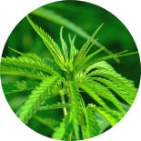 Green fresh hemp with perfect leaves