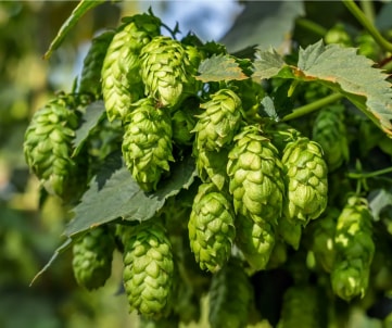 Hops-fruit