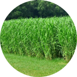 Tall, emerald-green giant reed grass