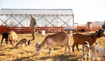 A livestock farm with many animals