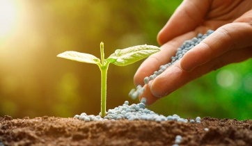 A hand is applying fertilizer to the seedling