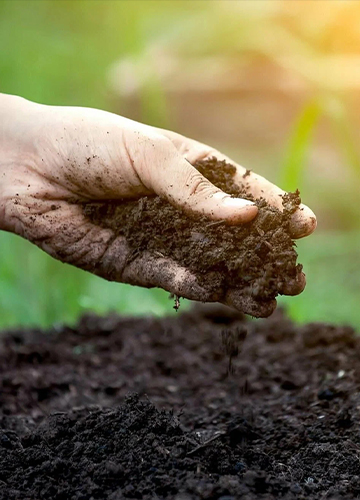 Premium quality organic fertilizer production