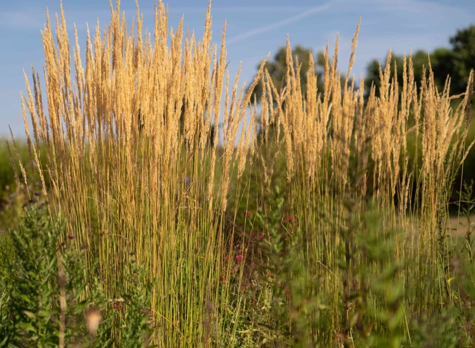 Golden stands of reed grass In the sunlight