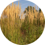 Reed Grass