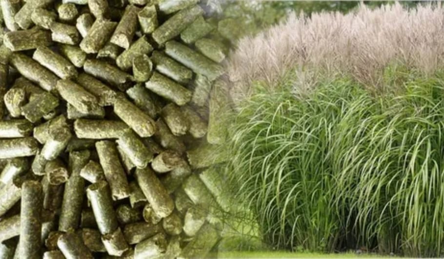 On the left are green grass granules, and on the right are green reed grasses.