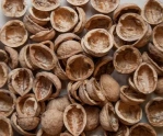 Walnut shells