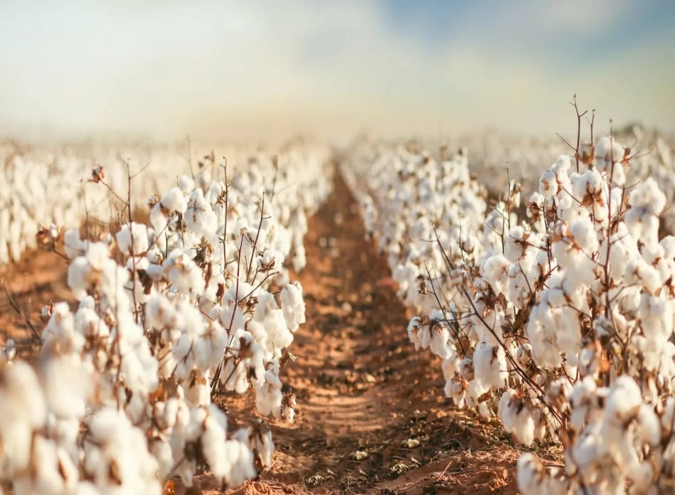 A field of white, plump cotton crops.