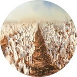 A lot of white cotton bolls in the field.