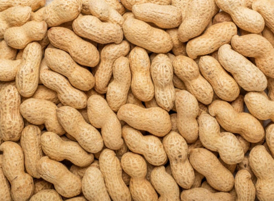 A quantity of plump, golden peanuts.
