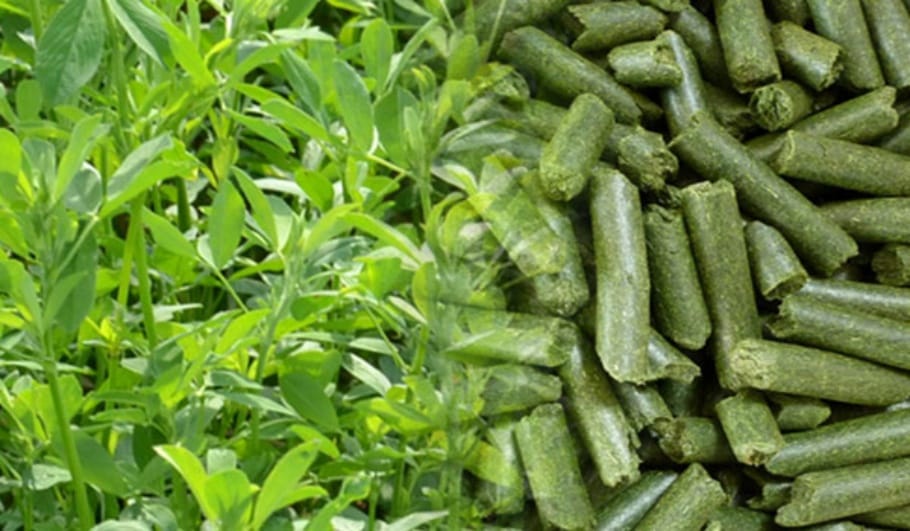 Emerald-green alfalfa stems and leaves with grass particles
