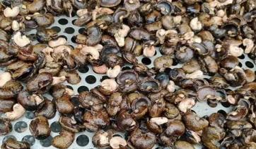 Cashew shells