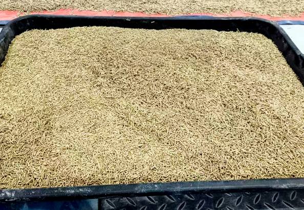 Cat litter in production line