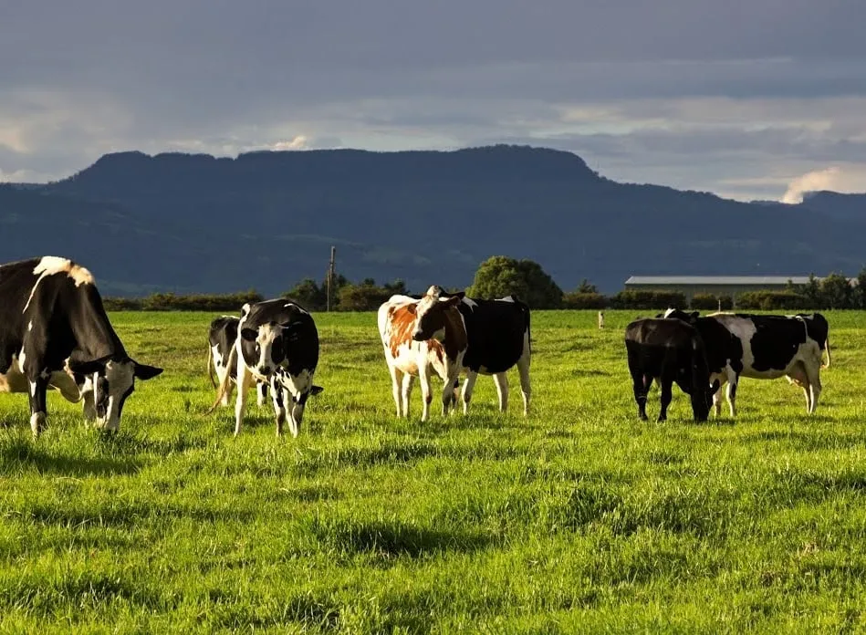 Cattle graze on the pasture.