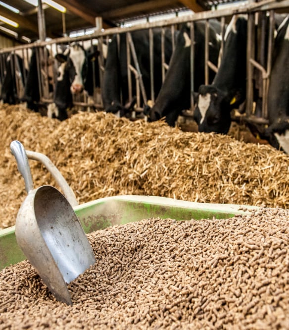 Cattle in the herd are consuming grass pellets.