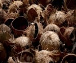 Coconut shells