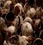 Coconut shells 