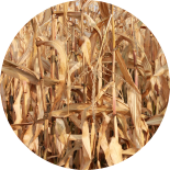 Golden-colored corn stalks