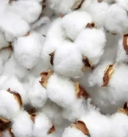 Cotton husks