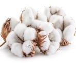 Cotton husks