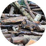 Discarded logs and timber are piled together.