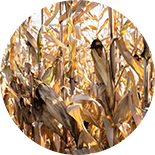 Golden corn stalks under the sun