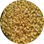 Soybeans with golden hulls