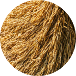 The golden-yellow rice husks.