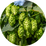 Many green hops and leaves