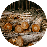 Large-diameter logs left in the forest after logging
