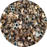 There are many cashew shells.