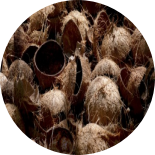 Many coconut husk shells are here.