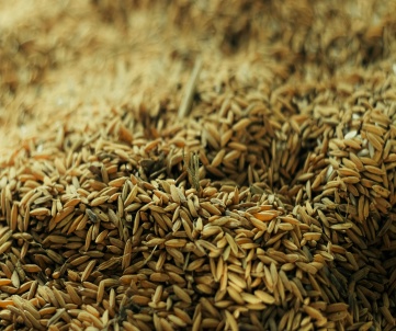 Rice husks