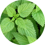 Green mint plant with six leaves