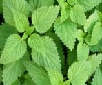 nettle picture showcase