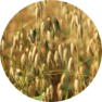 Oat Grass