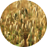 oat straw in the sunlight