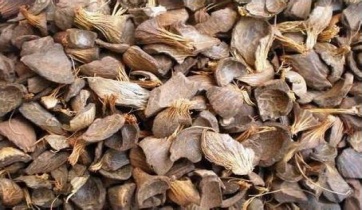 Palm shells with kernels removed