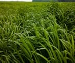 Pasture grass picture showcase